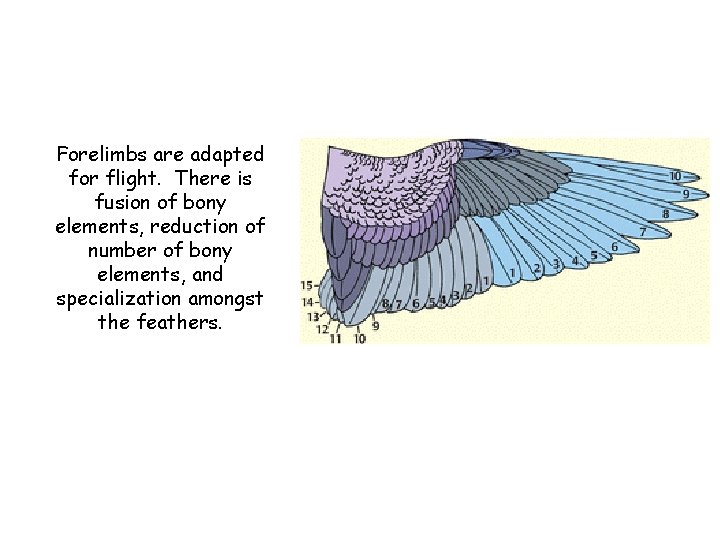 Forelimbs are adapted for flight. There is fusion of bony elements, reduction of number