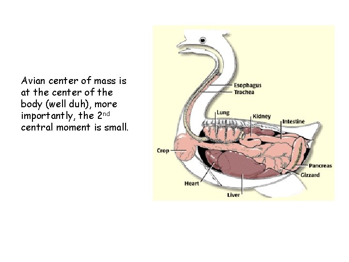 Avian center of mass is at the center of the body (well duh), more