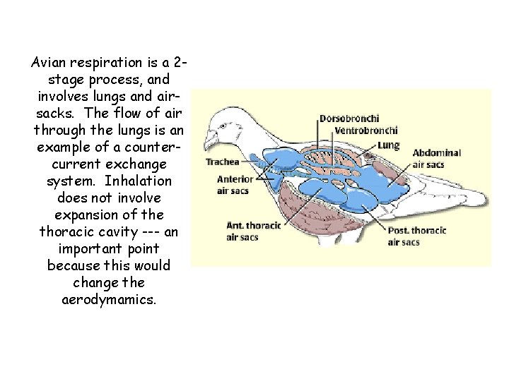 Avian respiration is a 2 stage process, and involves lungs and airsacks. The flow
