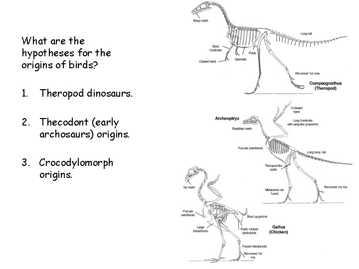 What are the hypotheses for the origins of birds? 1. Theropod dinosaurs. 2. Thecodont