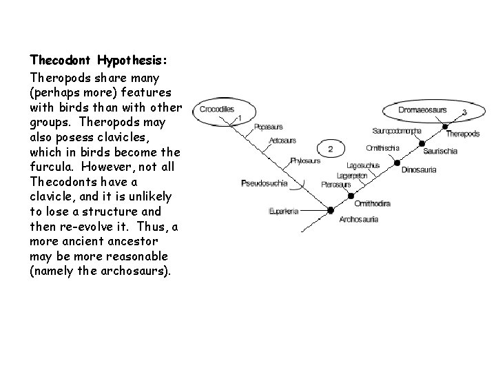 Thecodont Hypothesis: Theropods share many (perhaps more) features with birds than with other groups.