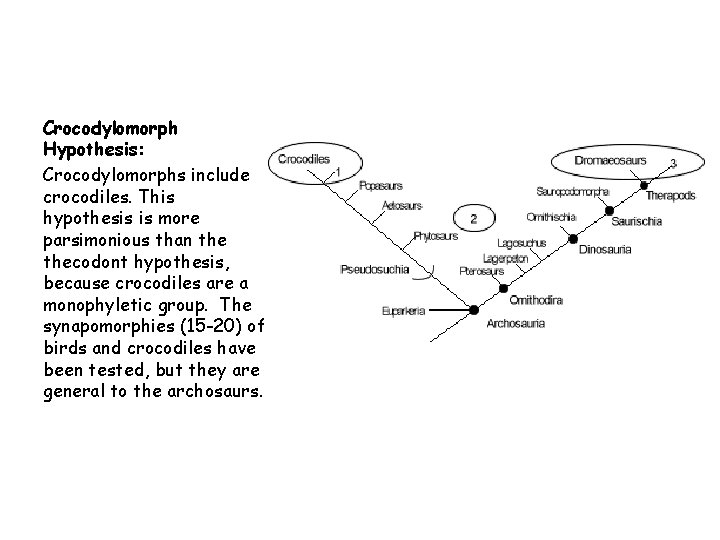 Crocodylomorph Hypothesis: Crocodylomorphs include crocodiles. This hypothesis is more parsimonious than thecodont hypothesis, because