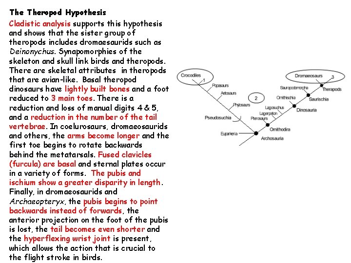The Theropod Hypothesis Cladistic analysis supports this hypothesis and shows that the sister group