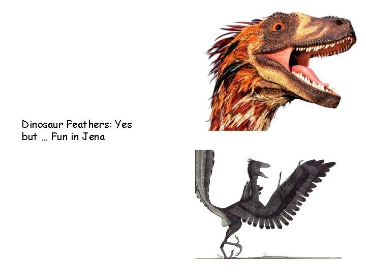 Dinosaur Feathers: Yes but … Fun in Jena 