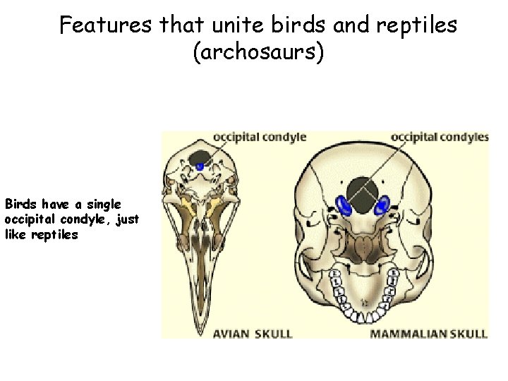 Features that unite birds and reptiles (archosaurs) Birds have a single occipital condyle, just