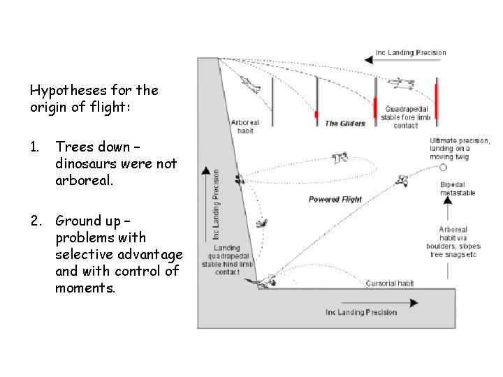 Hypotheses for the origin of flight: 1. Trees down – dinosaurs were not arboreal.