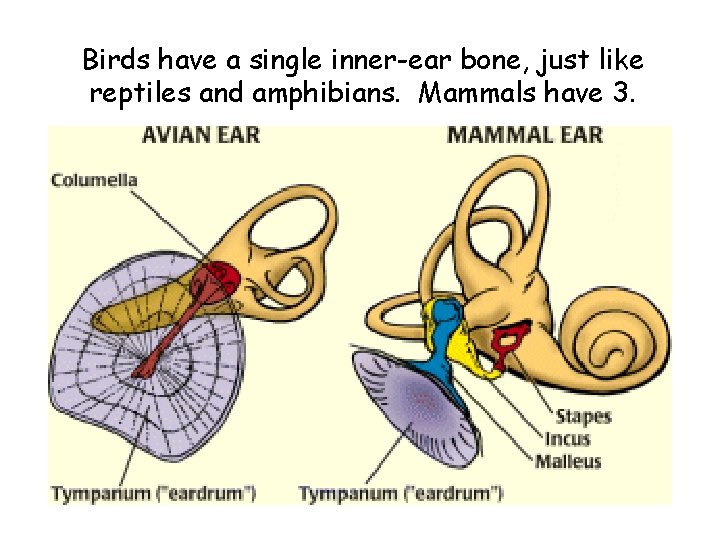 Birds have a single inner-ear bone, just like reptiles and amphibians. Mammals have 3.