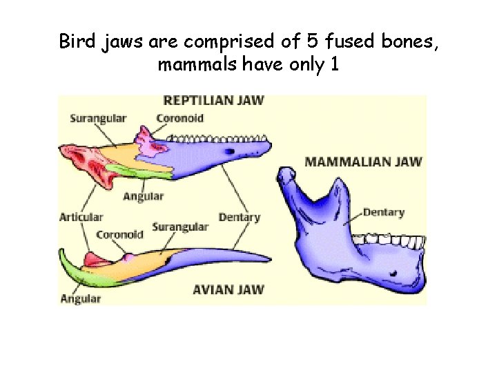 Bird jaws are comprised of 5 fused bones, mammals have only 1 
