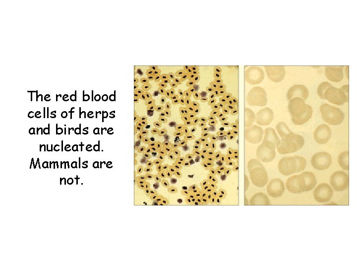 The red blood cells of herps and birds are nucleated. Mammals are not. 