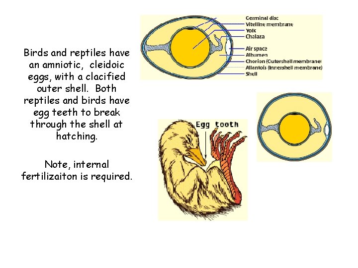 Birds and reptiles have an amniotic, cleidoic eggs, with a clacified outer shell. Both