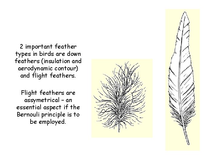 2 important feather types in birds are down feathers (insulation and aerodynamic contour) and