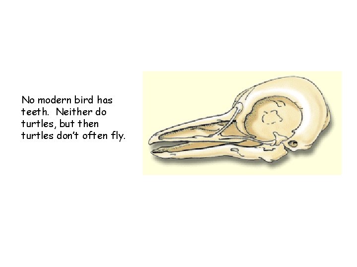 No modern bird has teeth. Neither do turtles, but then turtles don’t often fly.