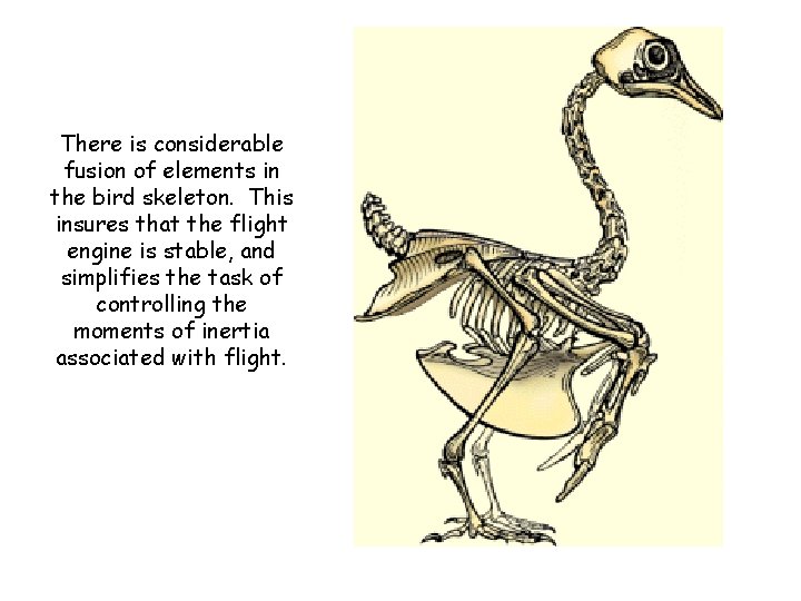 There is considerable fusion of elements in the bird skeleton. This insures that the