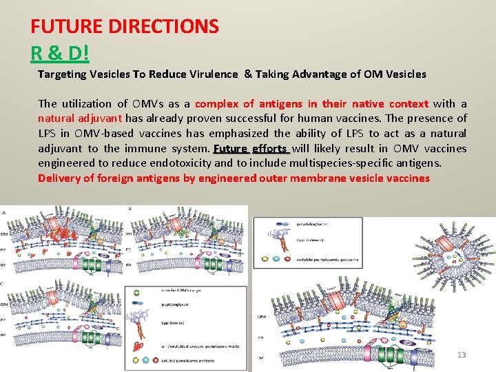 FUTURE DIRECTIONS R & D! Targeting Vesicles To Reduce Virulence & Taking Advantage of