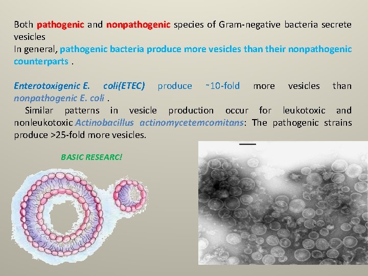 Both pathogenic and nonpathogenic species of Gram-negative bacteria secrete vesicles In general, pathogenic bacteria