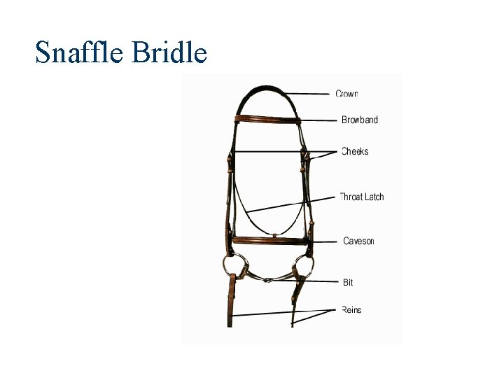 Snaffle Bridle 