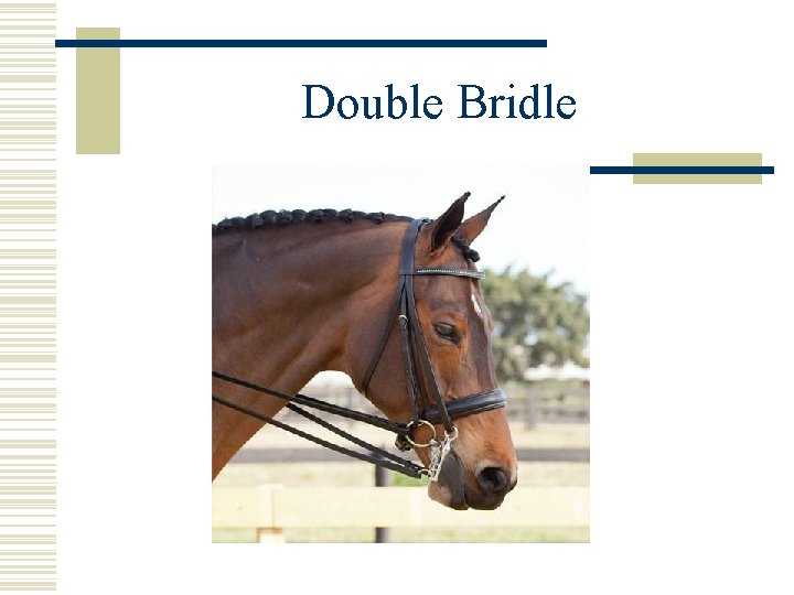 Double Bridle 