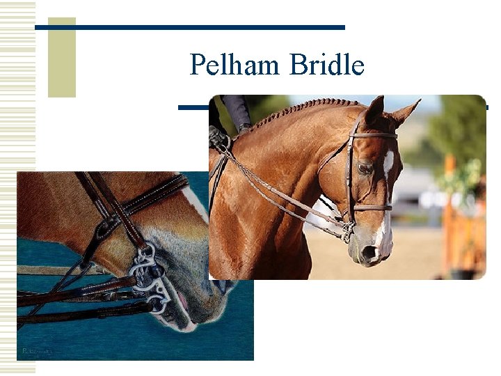 Pelham Bridle 
