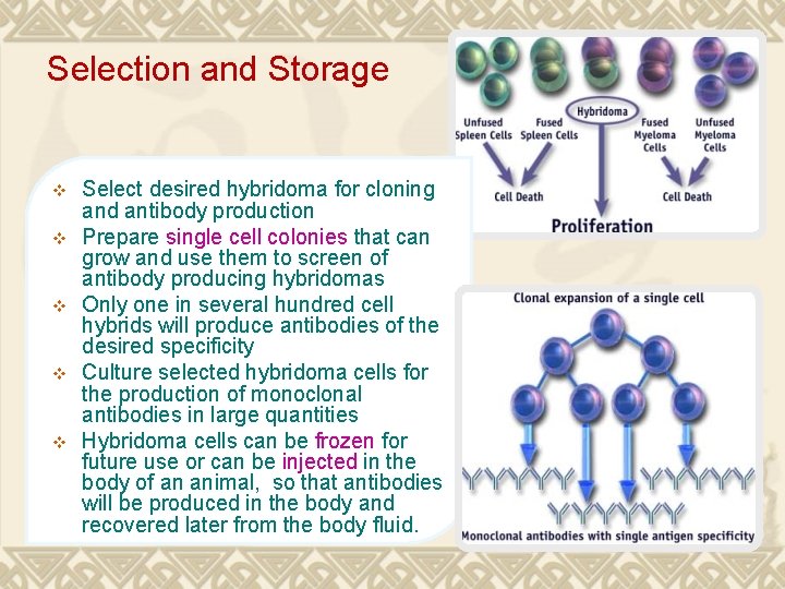 Selection and Storage v v v Select desired hybridoma for cloning and antibody production