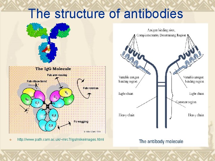 The structure of antibodies v http: //www. path. cam. ac. uk/~mrc 7/igs/mikeimages. html 