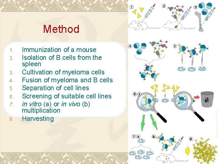 Method 1. 2. 3. 4. 5. 6. 7. 8. Immunization of a mouse Isolation