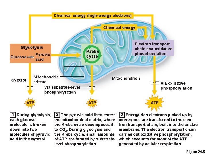Chemical energy (high-energy electrons) Chemical energy Glycolysis Glucose Cytosol Krebs cycle Pyruvic acid Mitochondrial