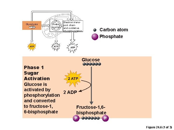 Glycolysis Krebs cycle Electron transport chain and oxidative phosphorylation Carbon atom Phosphate Glucose Phase