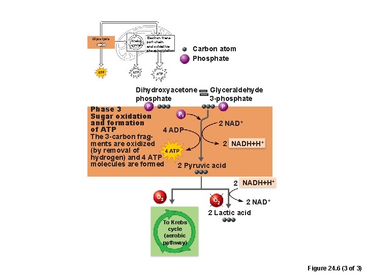 Glycolysis Krebs cycle Electron transport chain and oxidative phosphorylation Carbon atom Phosphate Dihydroxyacetone phosphate