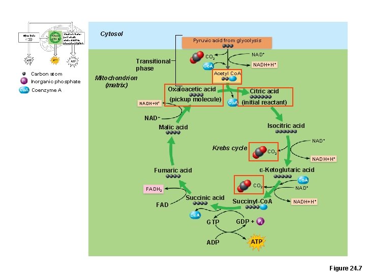 Glycolysis Krebs cycle Electron transport chain and oxidative phosphorylation Carbon atom Inorganic phosphate Coenzyme