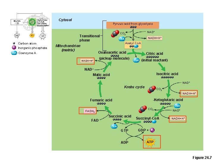 Glycolysis Krebs cycle Electron transport chain and oxidative phosphorylation Carbon atom Inorganic phosphate Coenzyme