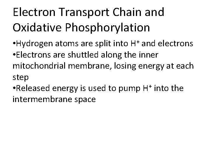 Electron Transport Chain and Oxidative Phosphorylation • Hydrogen atoms are split into H+ and