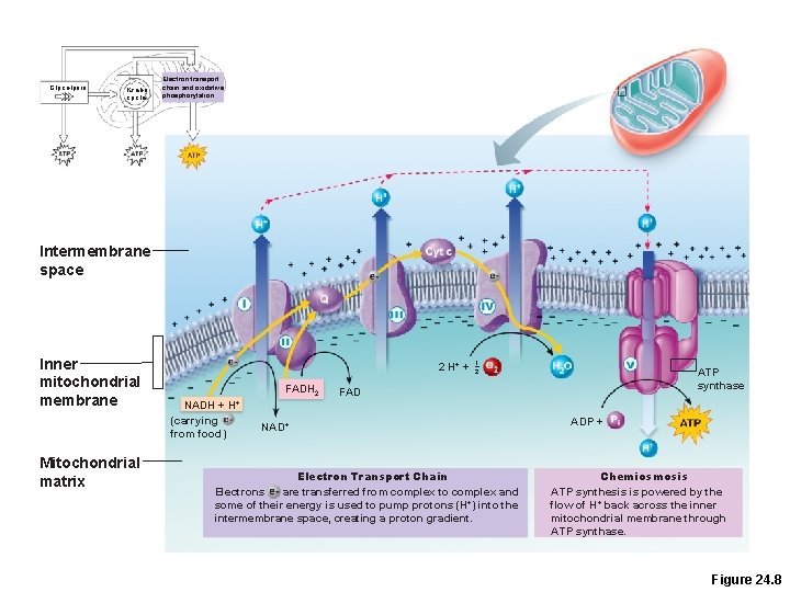 Glycolysis Krebs cycle Electron transport chain and oxidative phosphorylation Intermembrane space Inner mitochondrial membrane