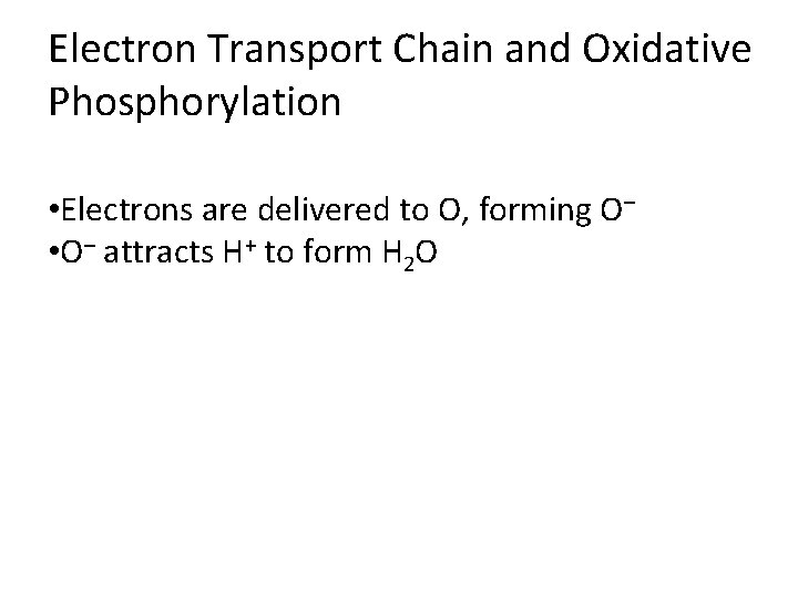 Electron Transport Chain and Oxidative Phosphorylation • Electrons are delivered to O, forming O–