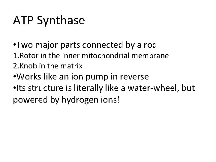 ATP Synthase • Two major parts connected by a rod 1. Rotor in the