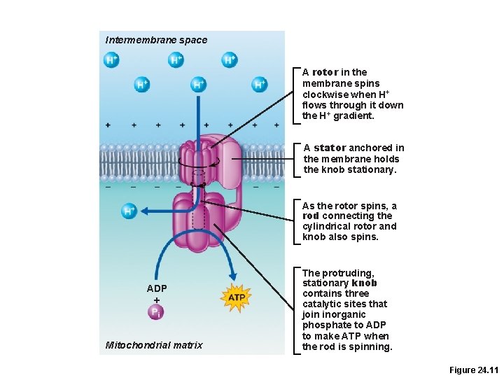 Intermembrane space A rotor in the membrane spins clockwise when H+ flows through it