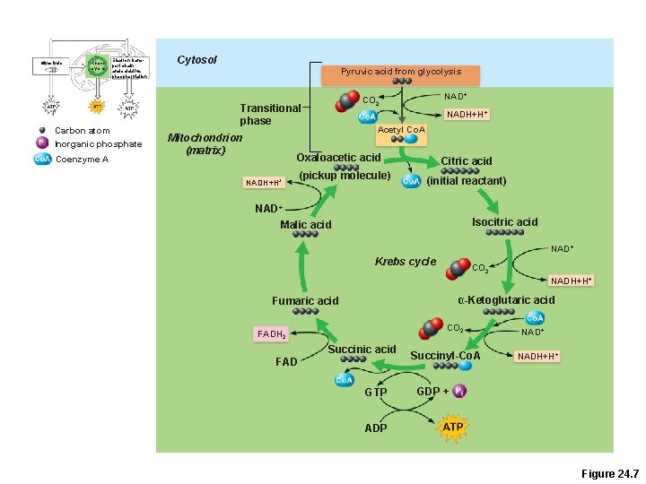 Glycolysis Krebs cycle Electron transport chain and oxidative phosphorylation Carbon atom Inorganic phosphate Coenzyme