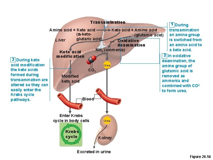Transamination Amino acid + Keto acid (a-ketoglutaric acid) Liver 3 During keto acid modification