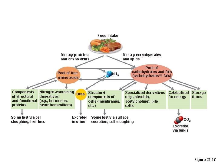 Food intake Dietary proteins and amino acids Pool of free amino acids Components of