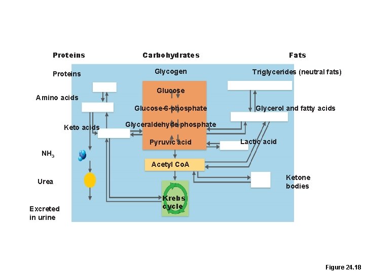 Proteins Carbohydrates Fats Proteins Glycogen Triglycerides (neutral fats) Amino acids Glucose-6 -phosphate Keto acids