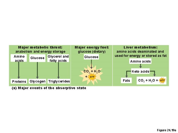 Major metabolic thrust: anabolism and energy storage Amino Glucose Glycerol and acids fatty acids