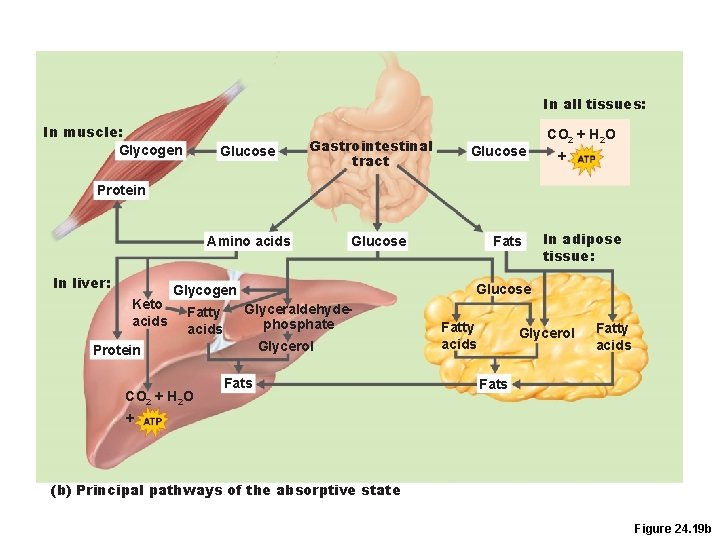 In all tissues: In muscle: Glycogen Glucose Gastrointestinal tract Glucose CO 2 + H