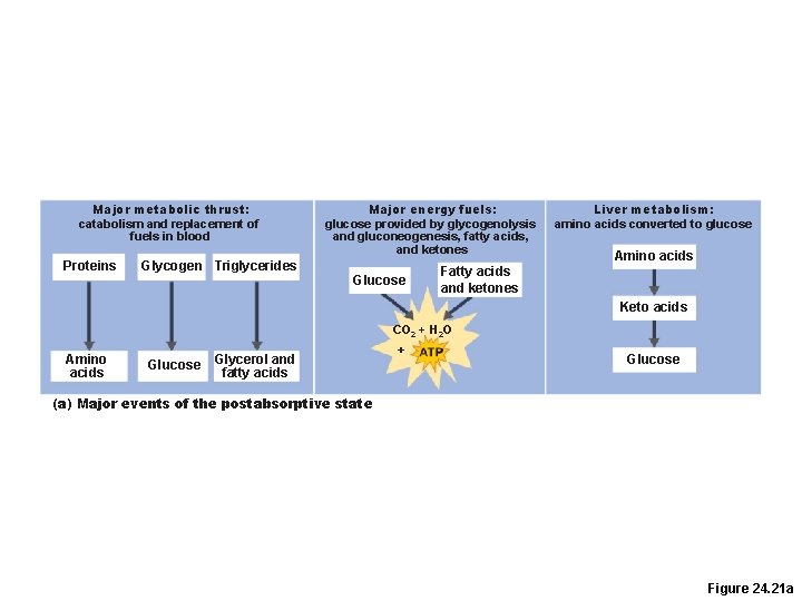 Major metabolic thrust: catabolism and replacement of fuels in blood Proteins Glycogen Triglycerides Major