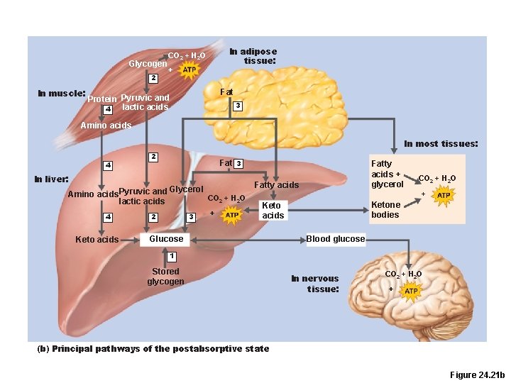 Glycogen 2 In muscle: In adipose tissue: CO 2 + H 2 O +