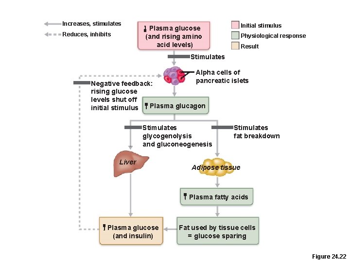 Increases, stimulates Reduces, inhibits Initial stimulus Plasma glucose (and rising amino acid levels) Physiological