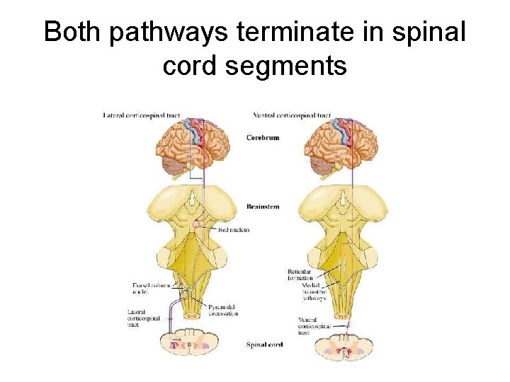 Both pathways terminate in spinal cord segments 