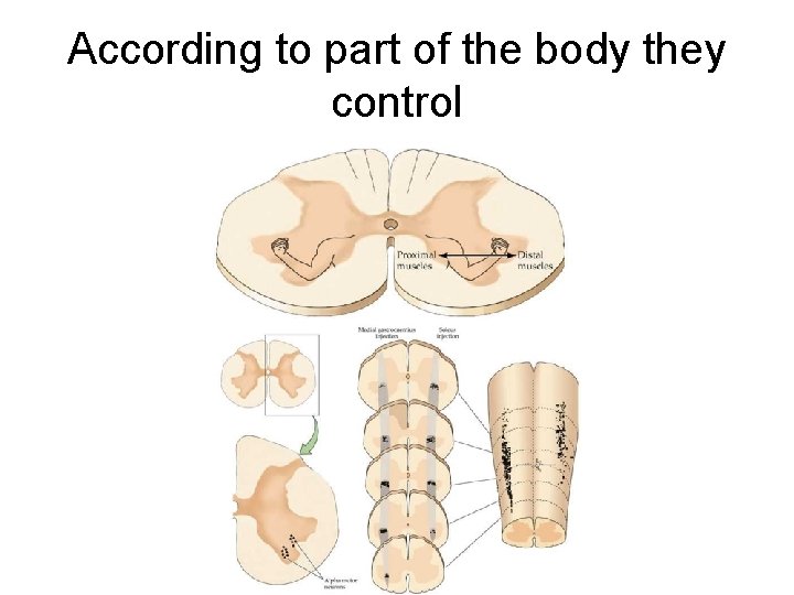 According to part of the body they control 
