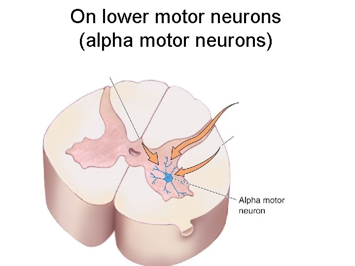 On lower motor neurons (alpha motor neurons) 