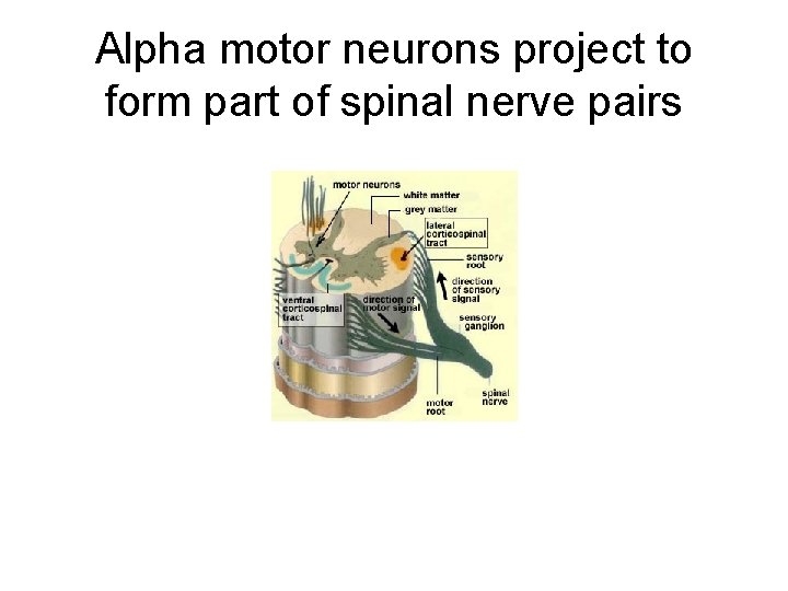 Alpha motor neurons project to form part of spinal nerve pairs 