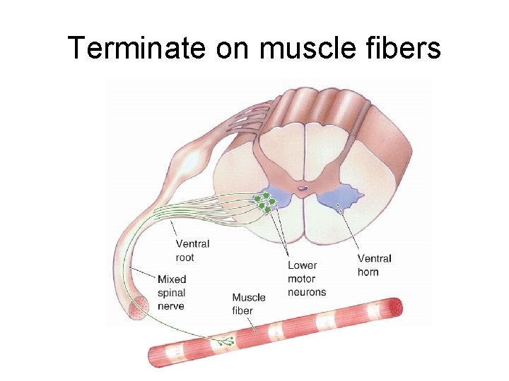 Terminate on muscle fibers 