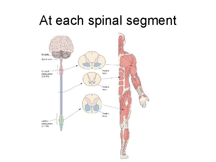 At each spinal segment 